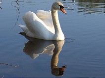 The swan II